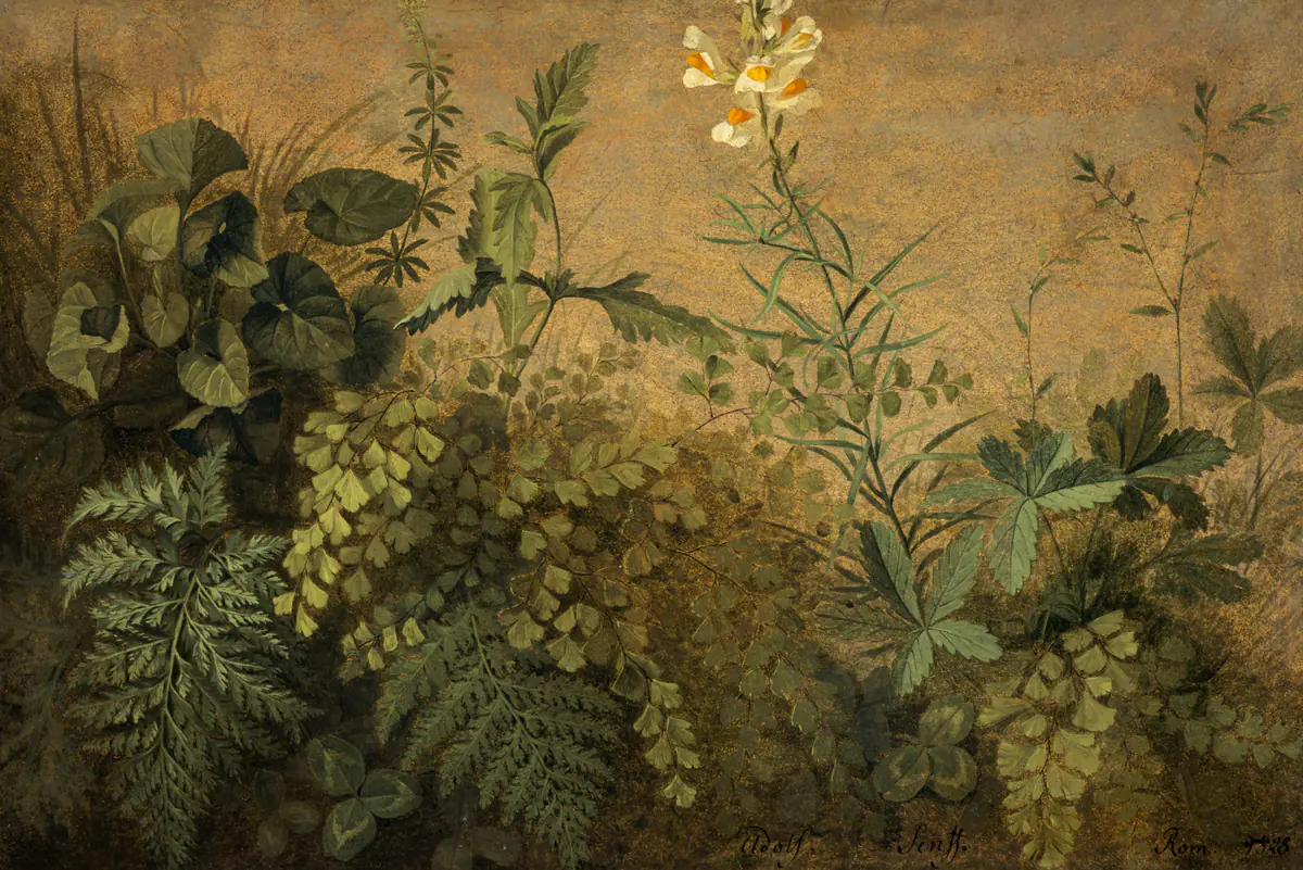 Une étude des plantes - Adolph Senff