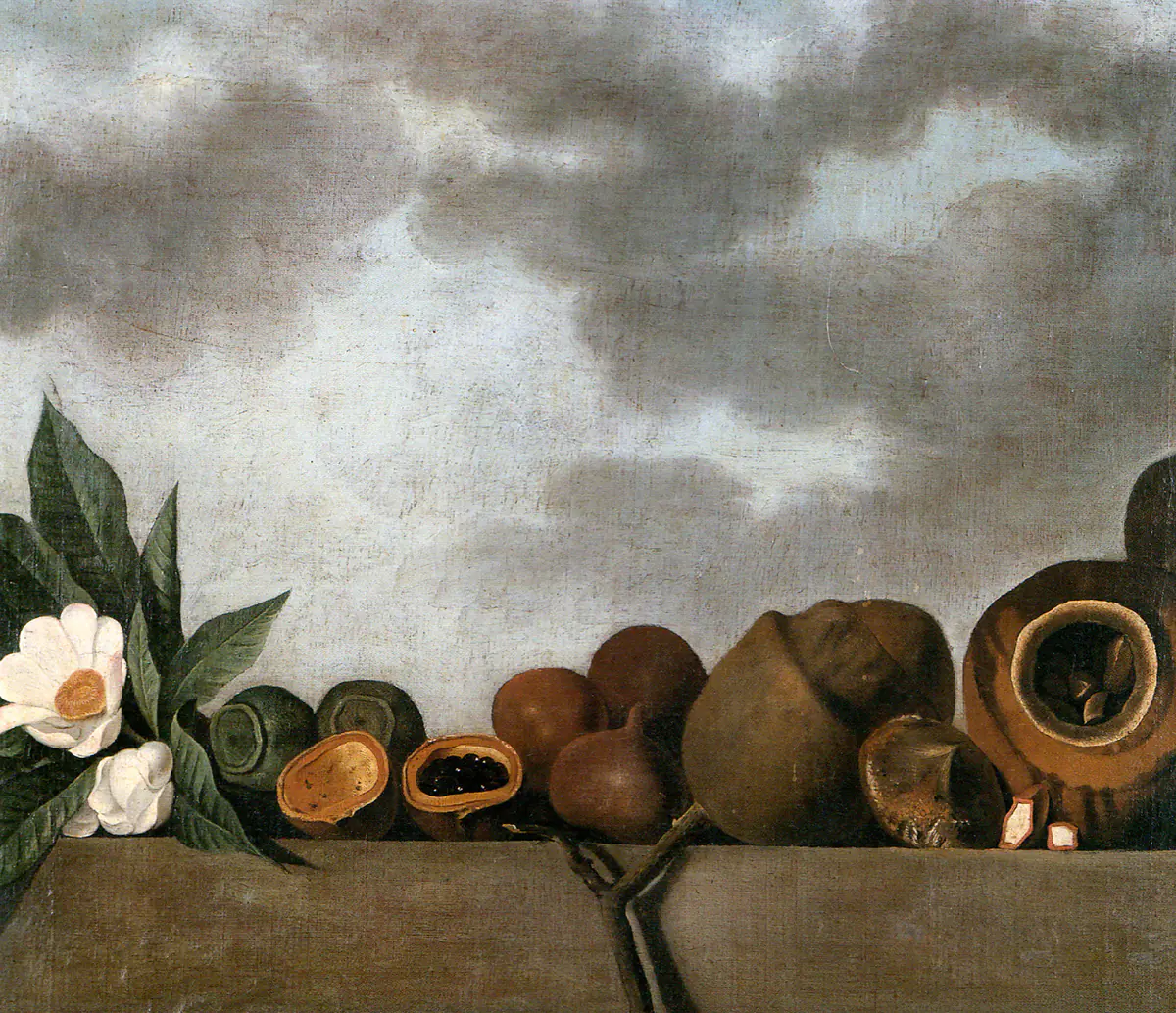 Nature morte de diverses noix du Brésil - Albert Eckhout