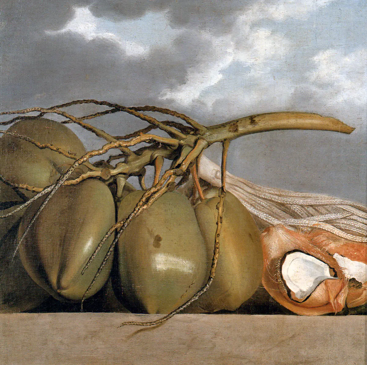 Noix de coco - Albert Eckhout