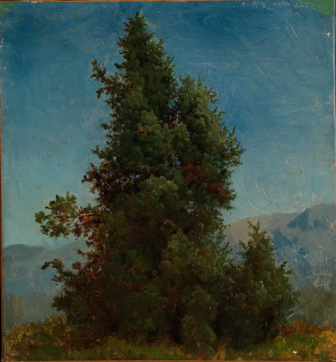 Étude des arbres - August Cappelen
