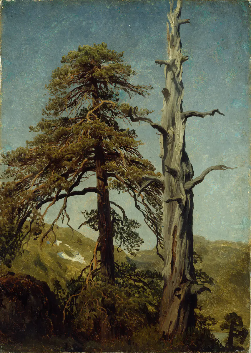 Étude des arbres - August Cappelen