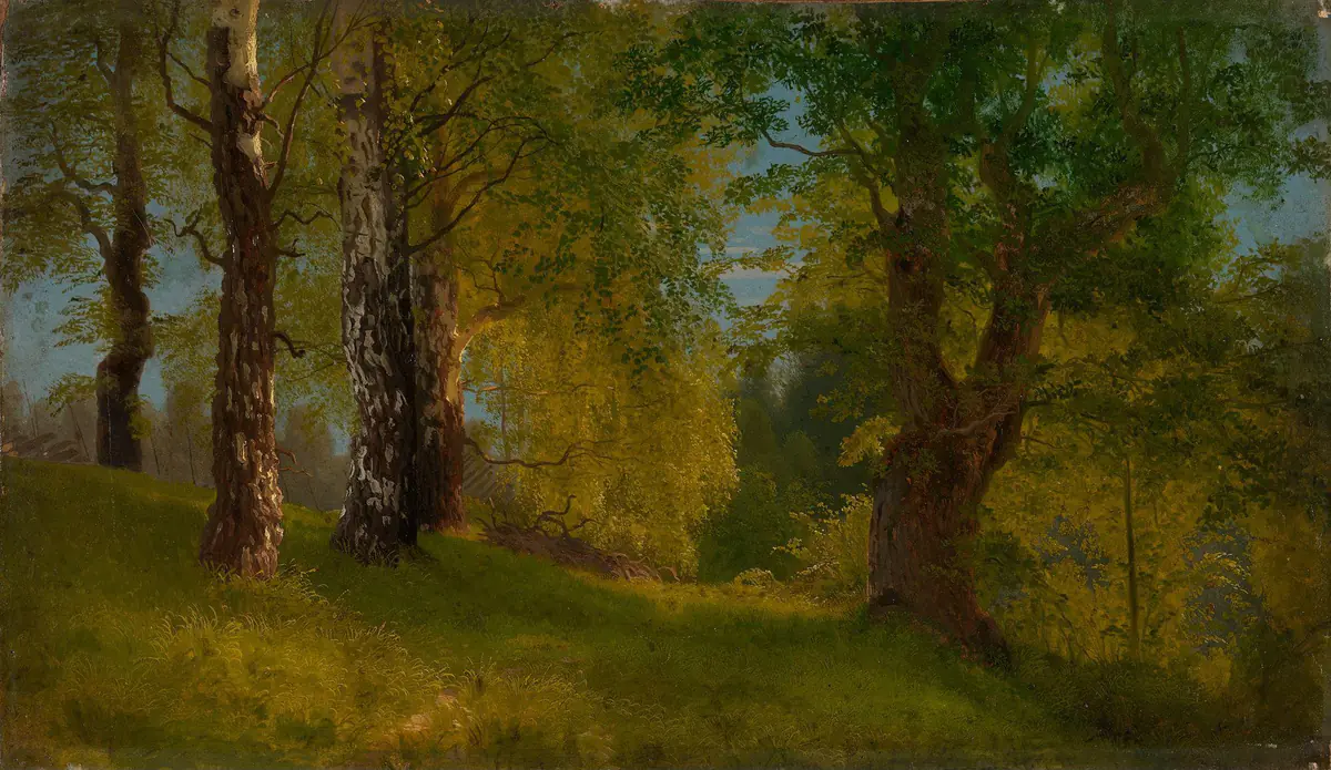 Etude d'un bois - August Cappelen