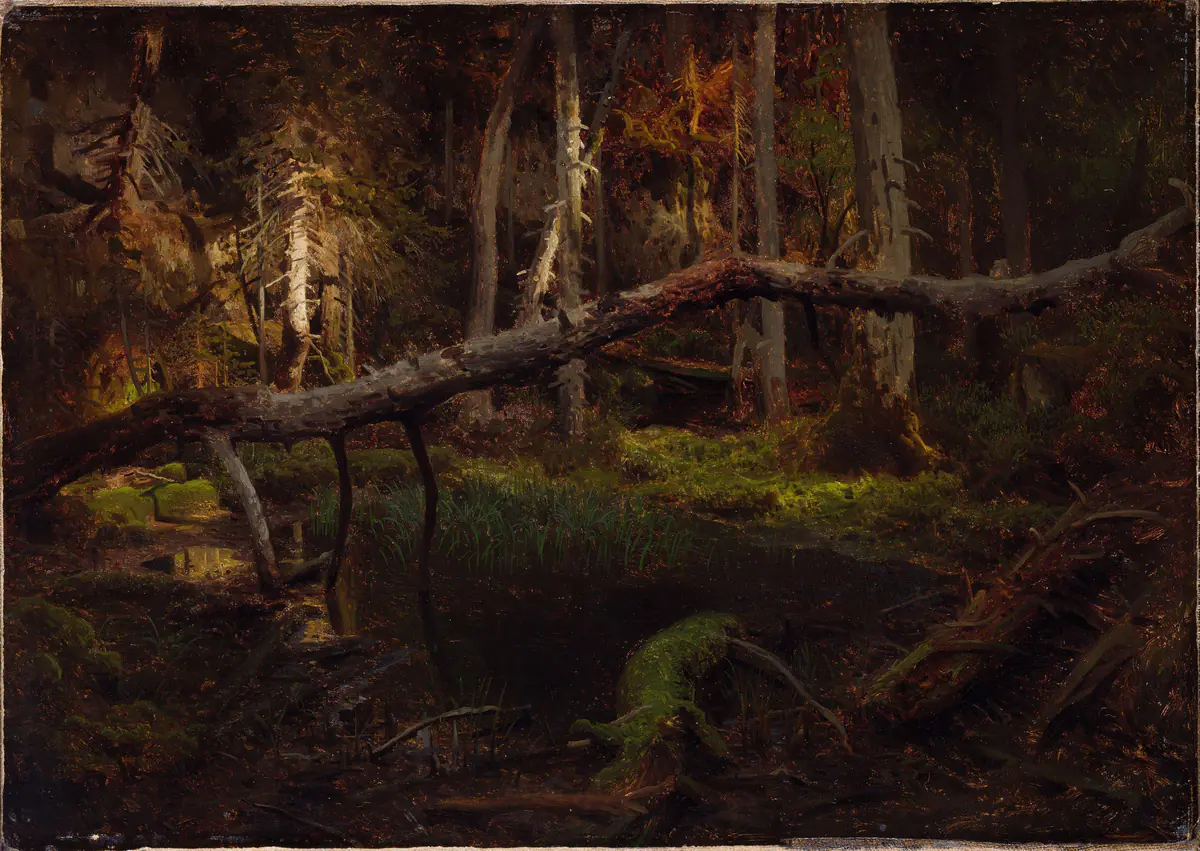 Étude d'un bois en décomposition - August Cappelen
