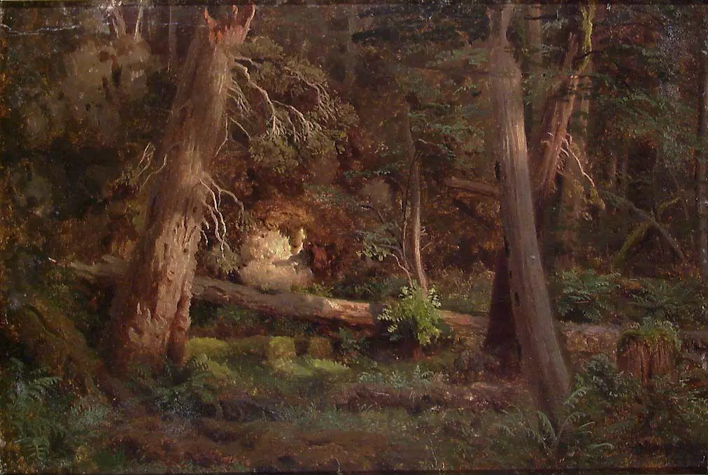 Étude forestière - August Cappelen