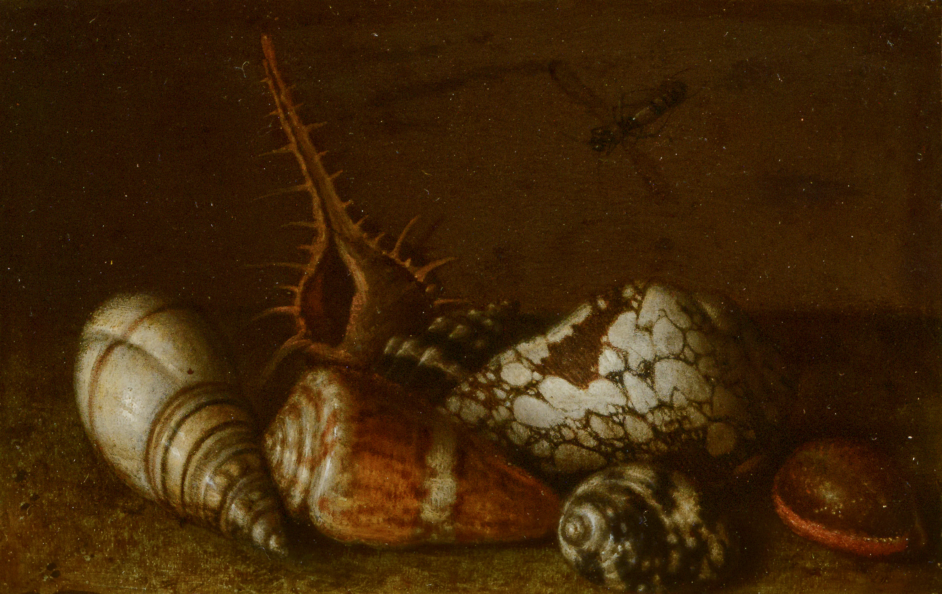 Coquillages sur une table - Balthasar van der Ast