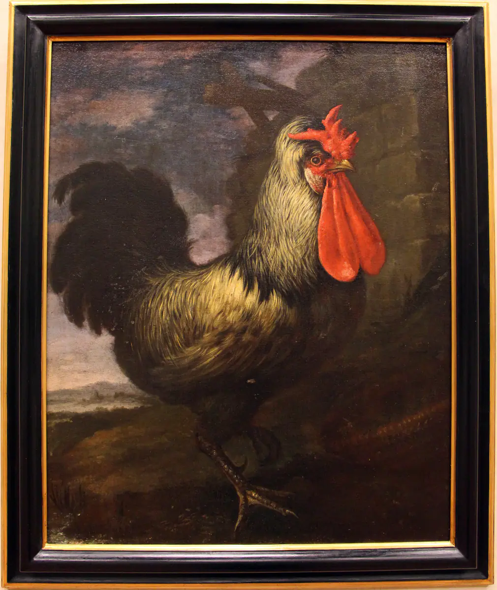 Coq - Bartolomeo Bimbi
