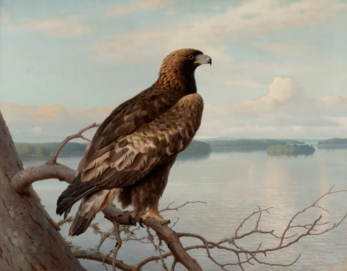 Aigle royal au bord d'un lac - Ferdinand von Wright