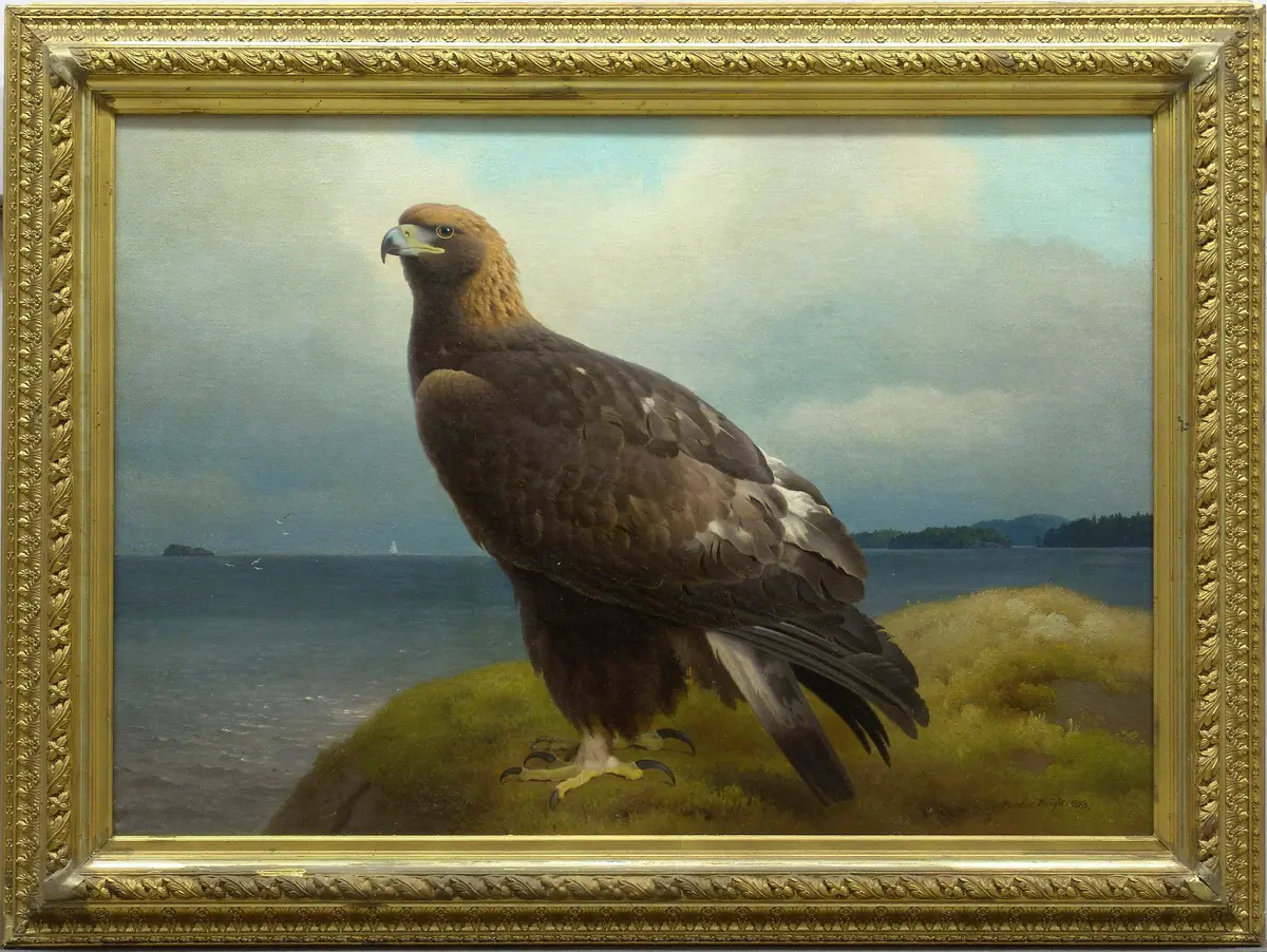 Aigle royal - Ferdinand von Wright