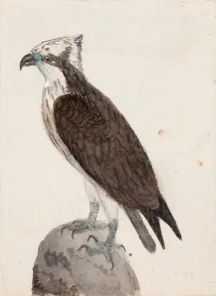 Balbuzard - Ferdinand von Wright