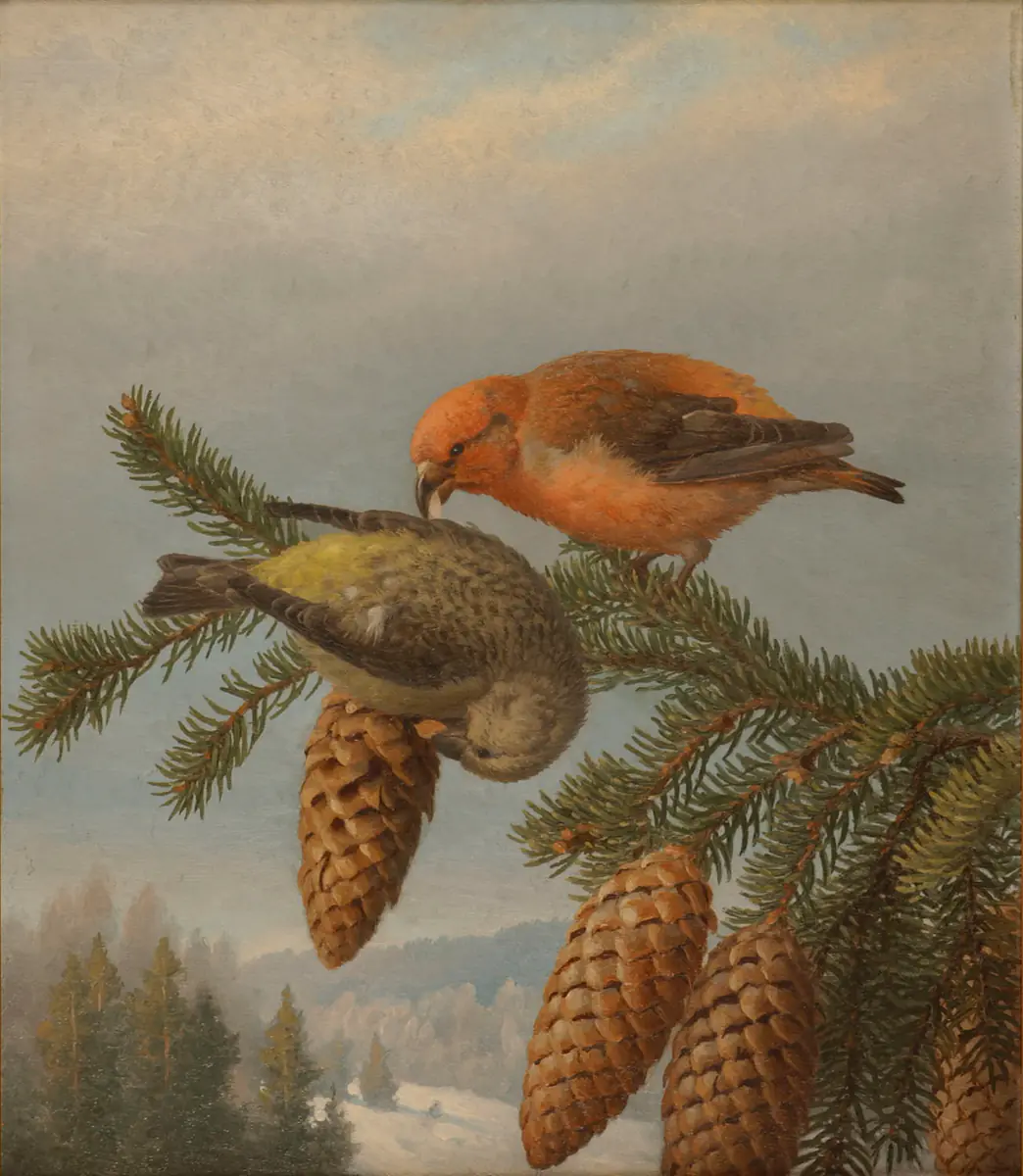 Becs-croisés - Ferdinand von Wright