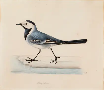 Bergeronnette blanche - Ferdinand von Wright