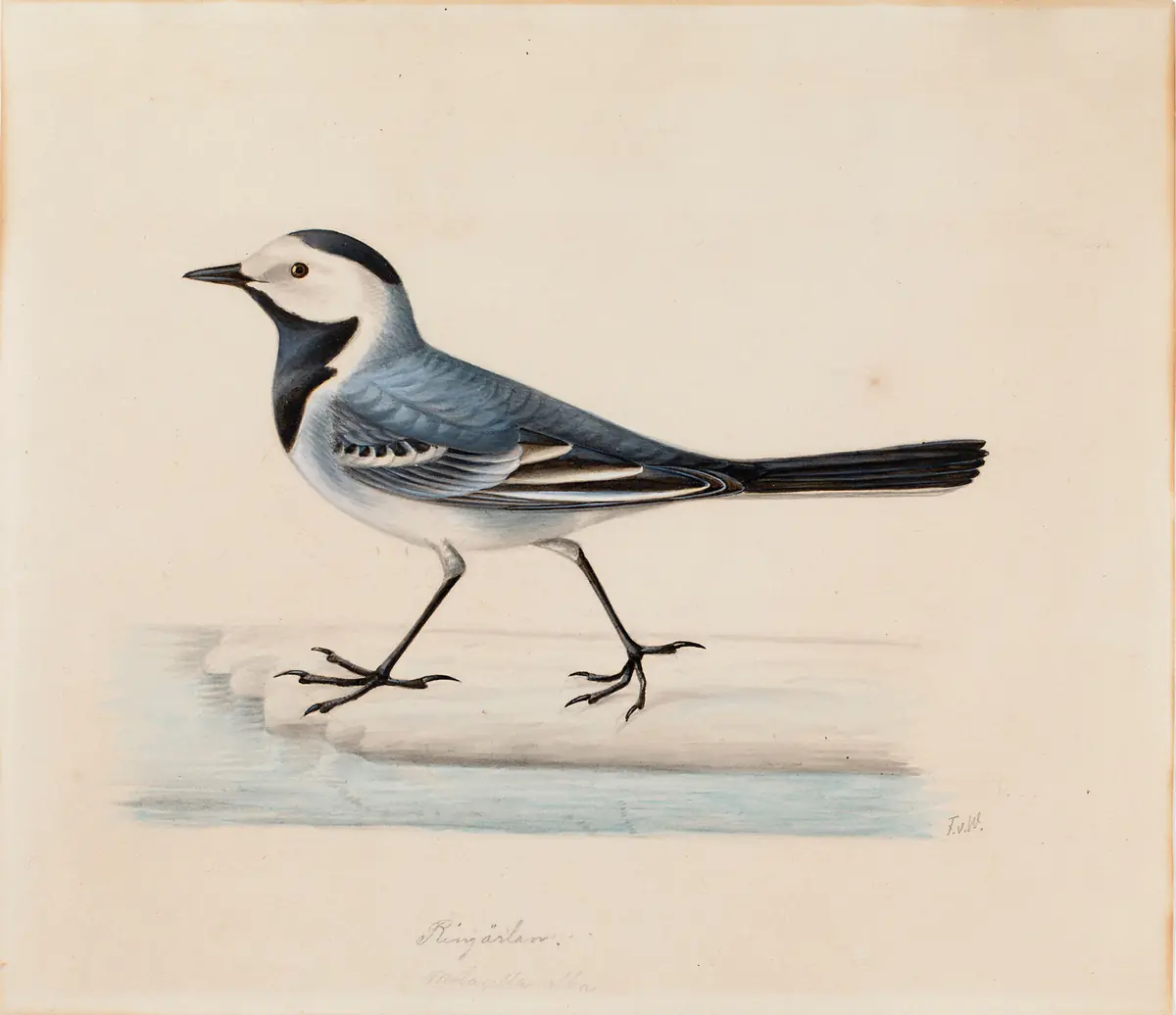 Bergeronnette blanche - Ferdinand von Wright