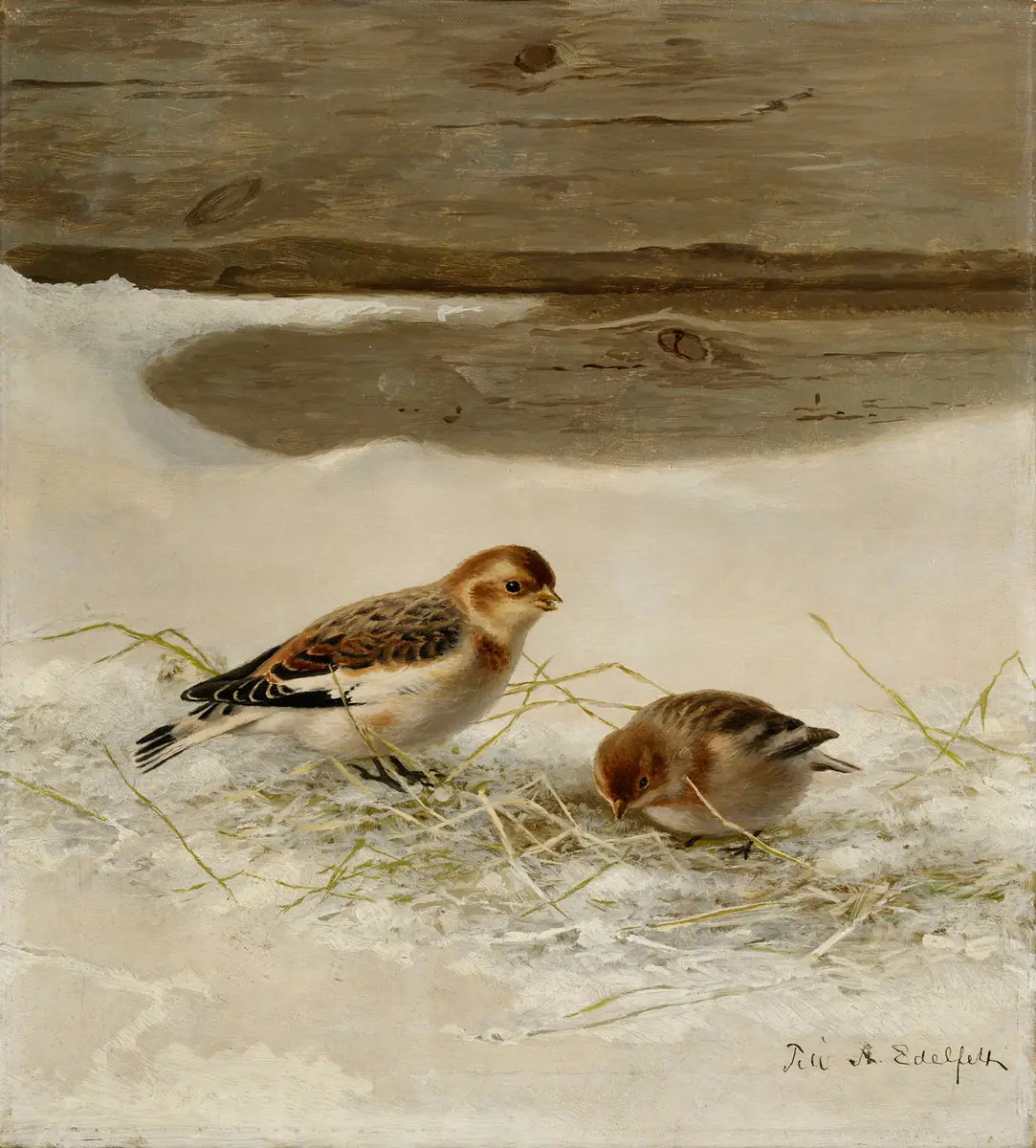 Bruants des neiges - Ferdinand von Wright
