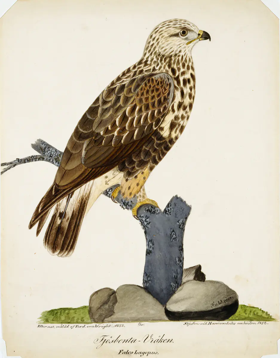 Buse pattue - Ferdinand von Wright