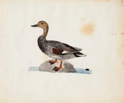 Canard chipeau - Ferdinand von Wright