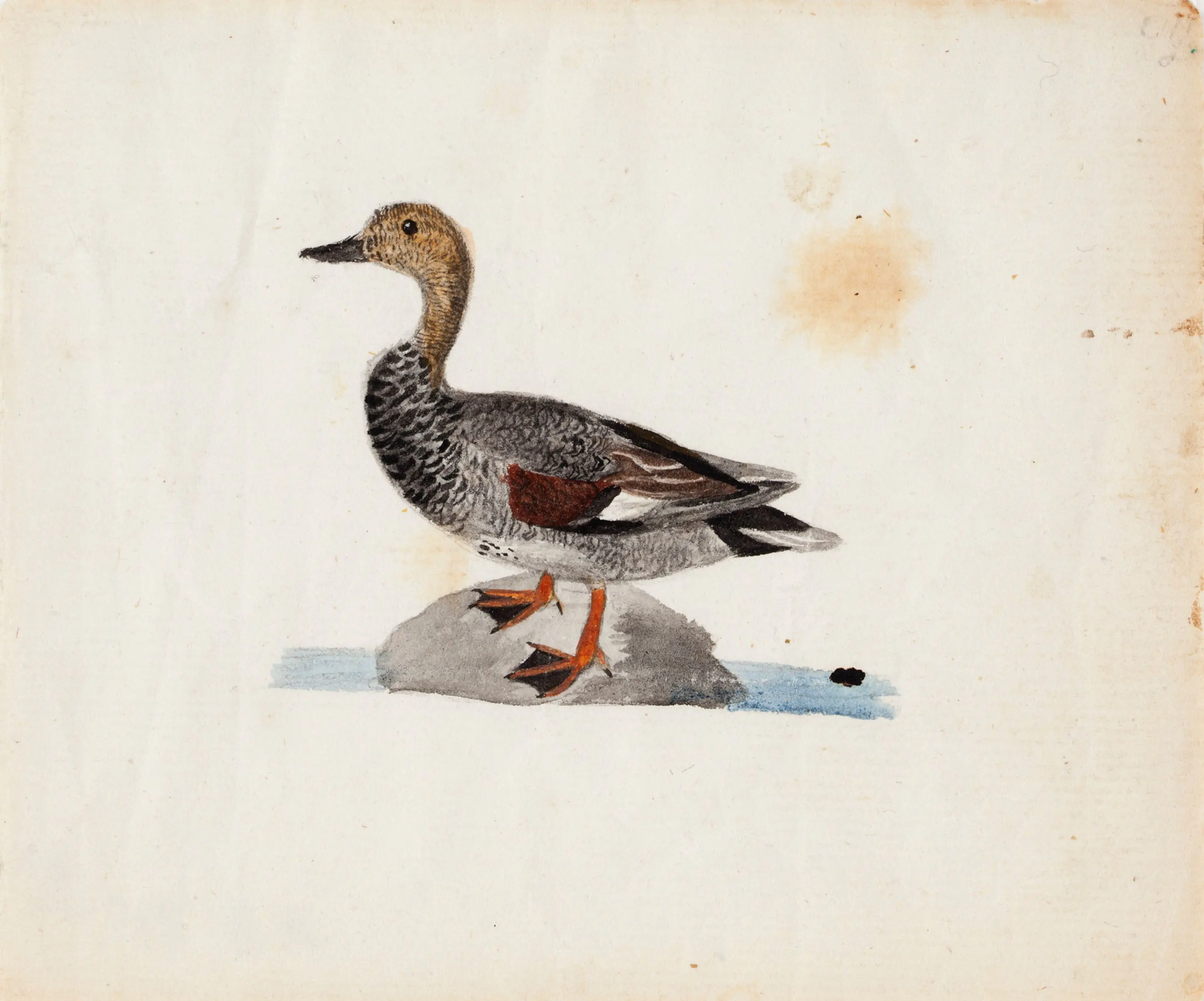 Canard chipeau - Ferdinand von Wright