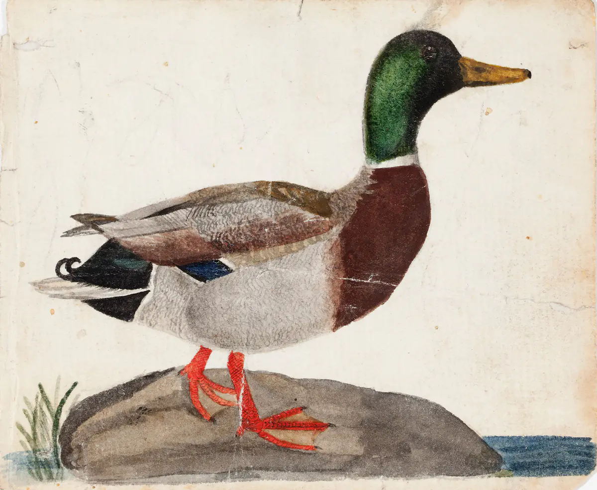 Canard colvert mâle - Ferdinand von Wright
