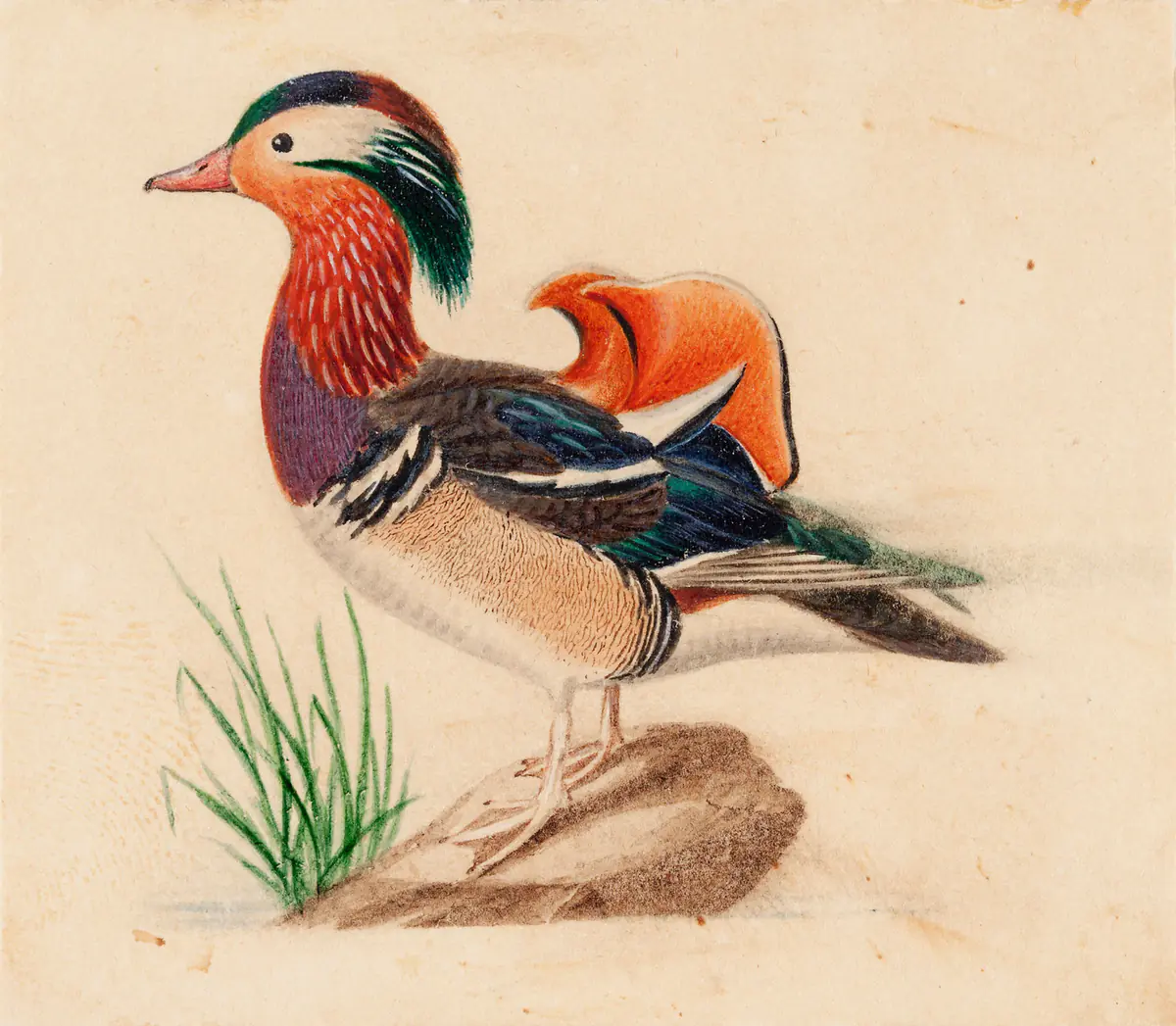 Canard mandarin mâle - Ferdinand von Wright