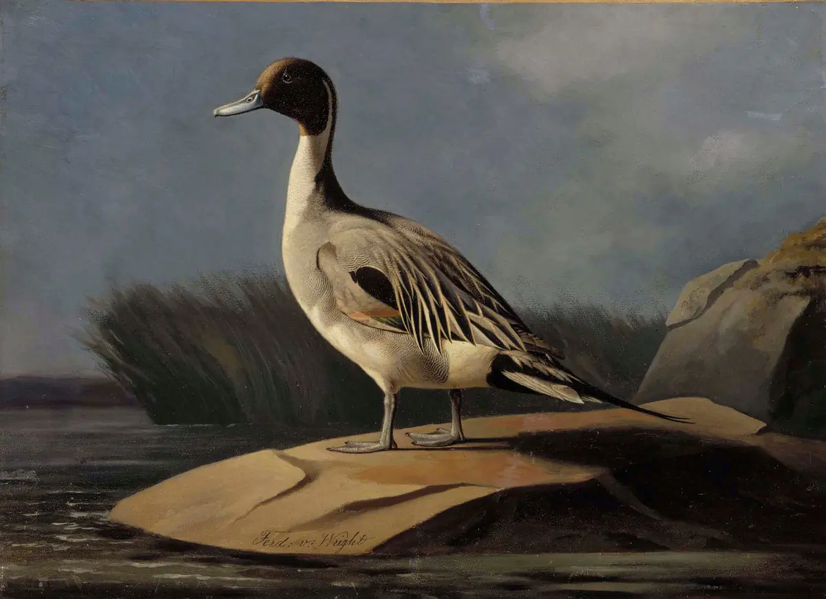 Canard pilet - Ferdinand von Wright