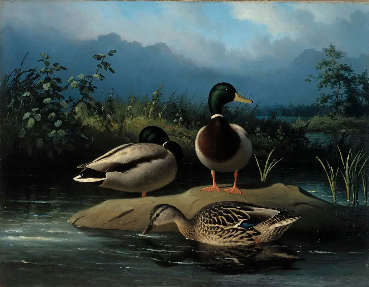 Canards colverts - Ferdinand von Wright