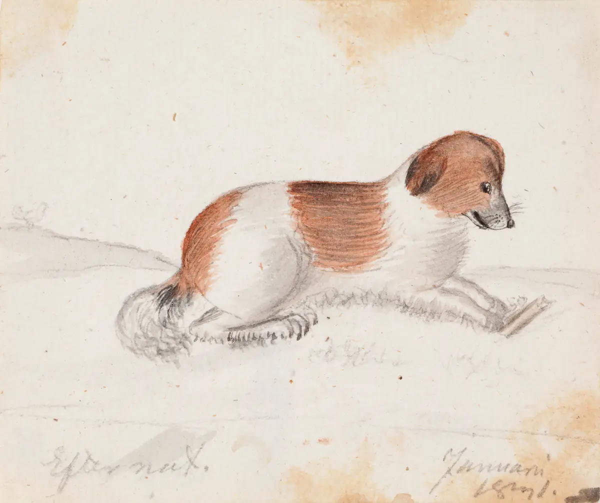 Chien - Ferdinand von Wright