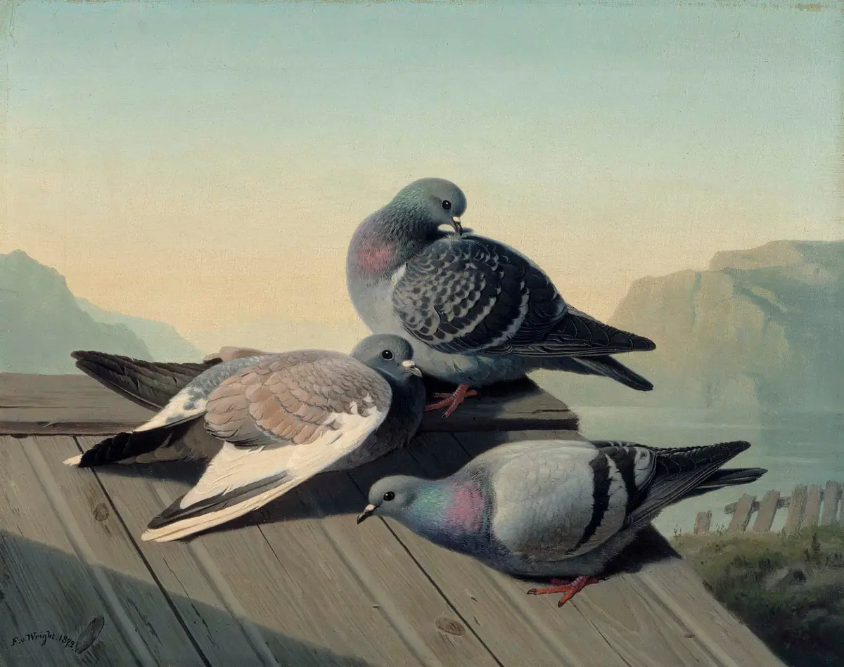 Colombes sur un toit - Ferdinand von Wright