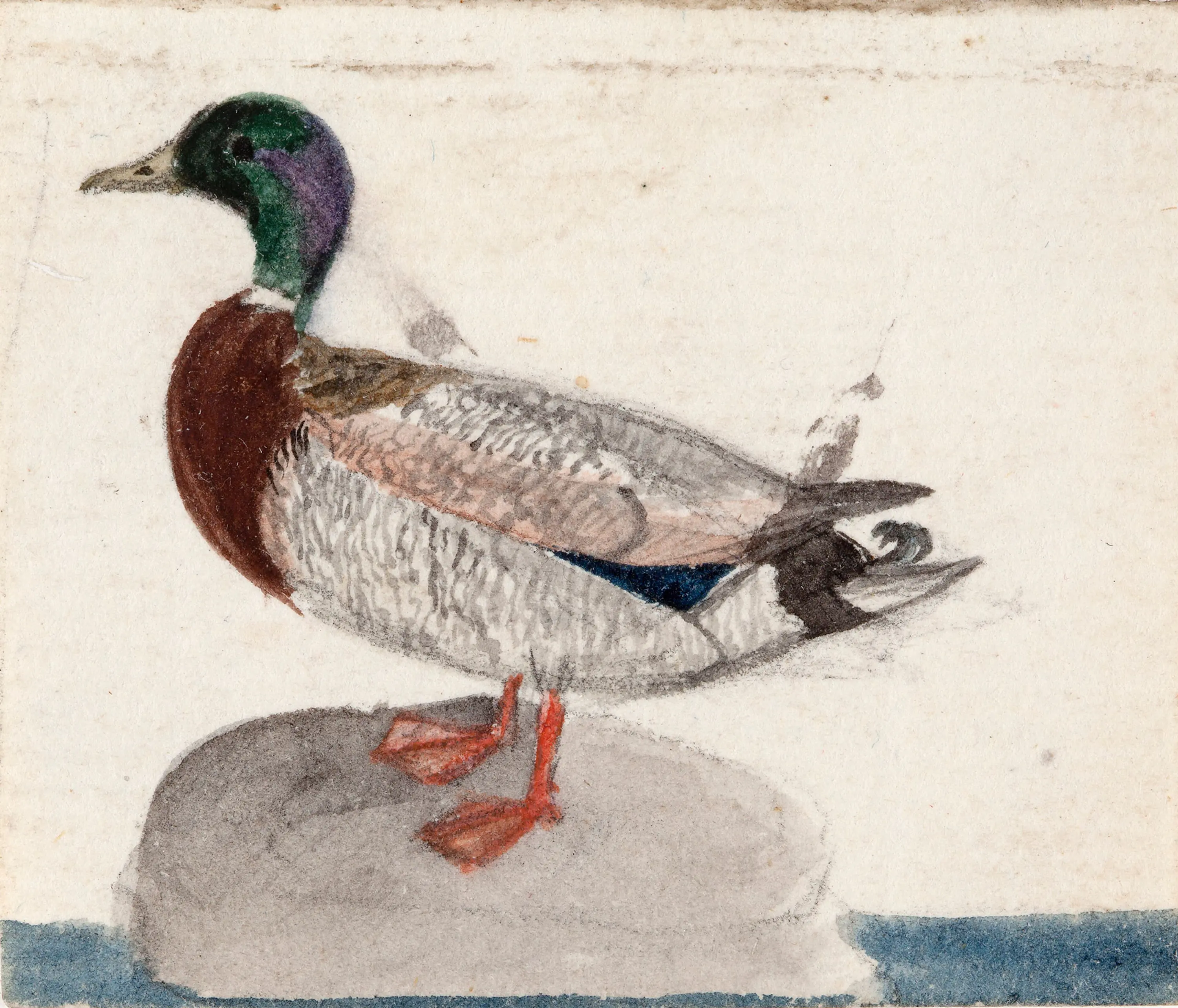 Colvert - Ferdinand von Wright
