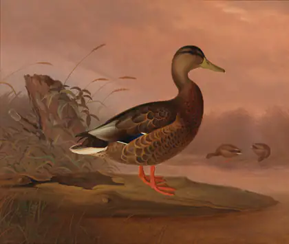 Colvert - Ferdinand von Wright