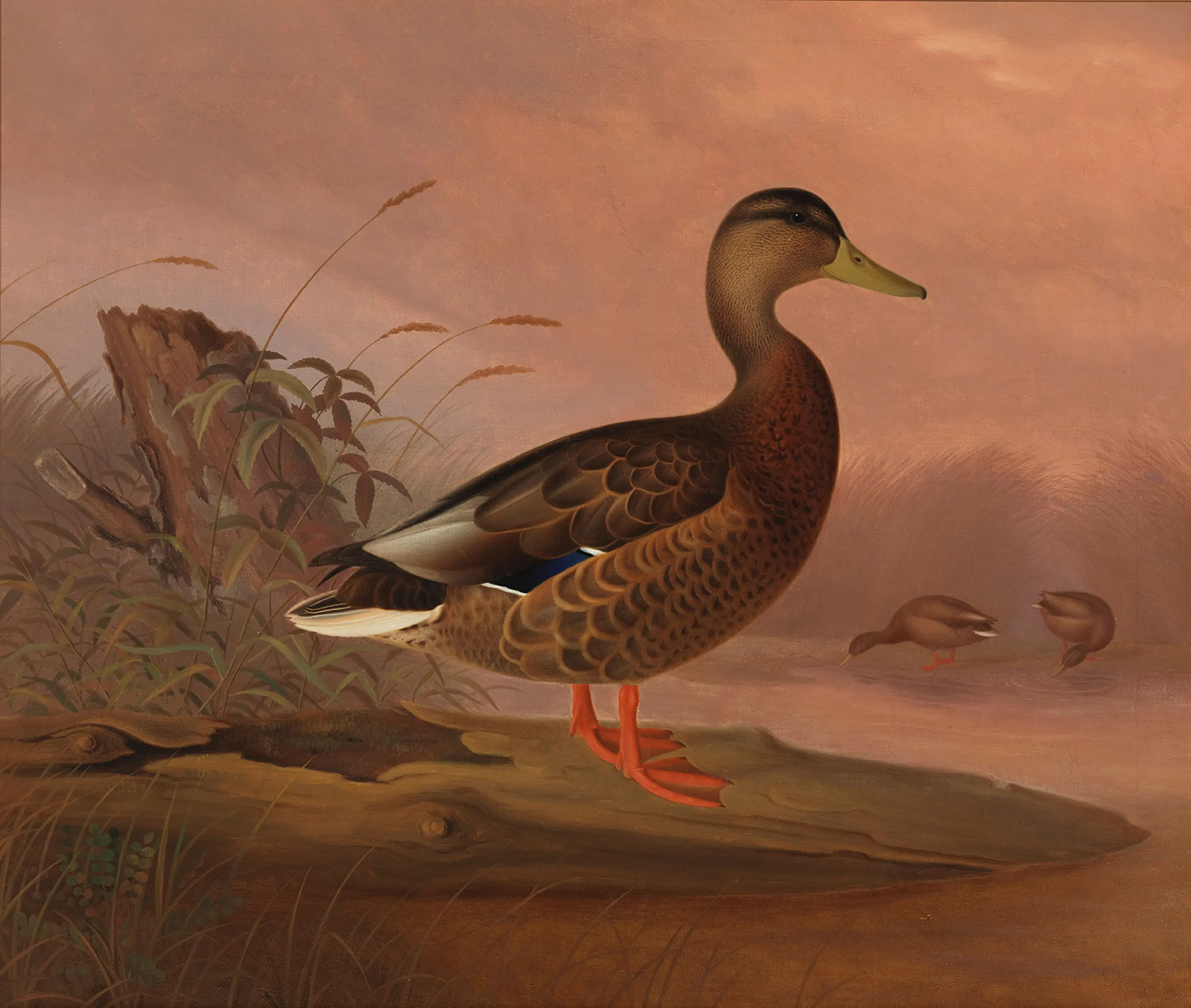 Colvert - Ferdinand von Wright