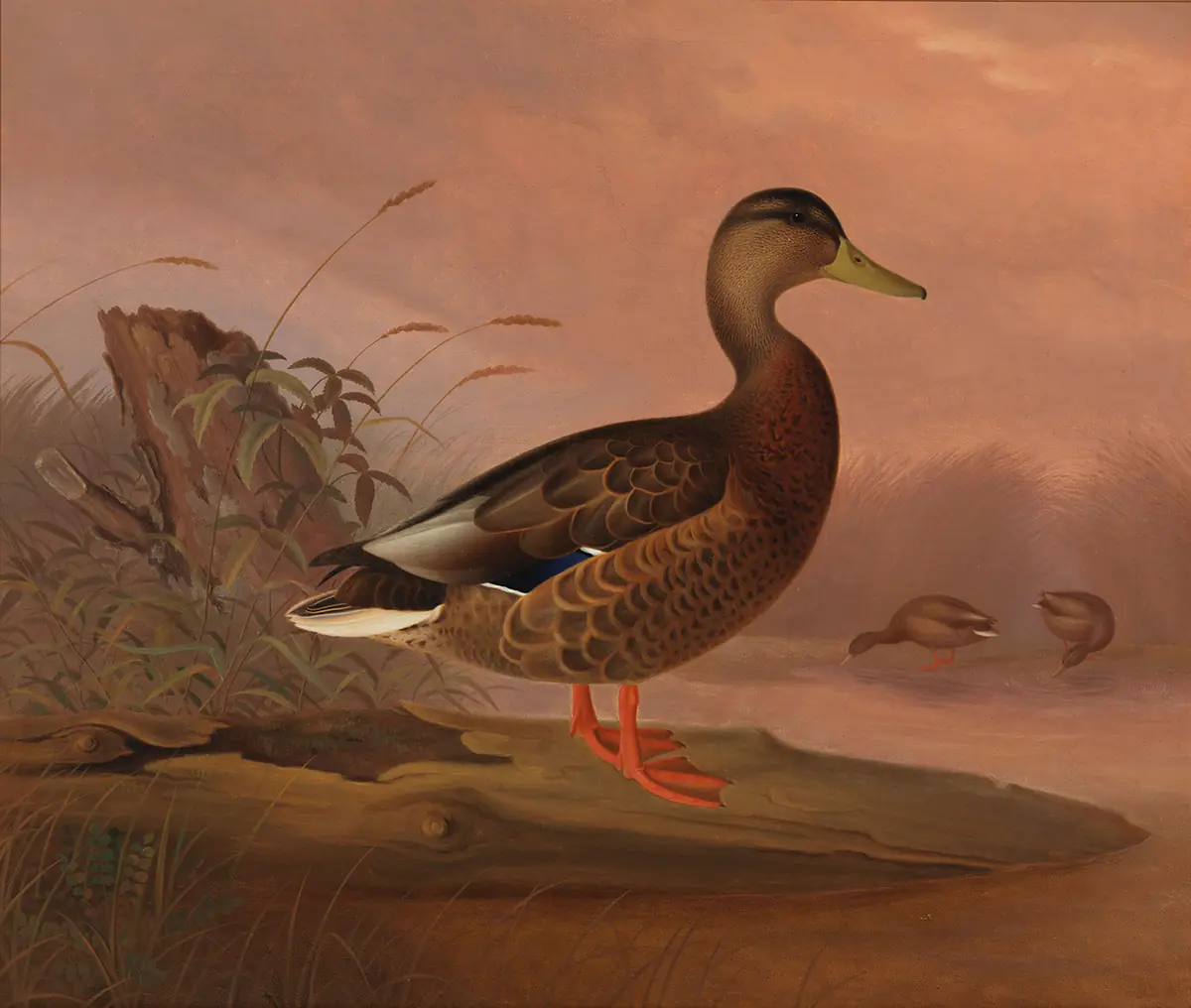 Colvert - Ferdinand von Wright