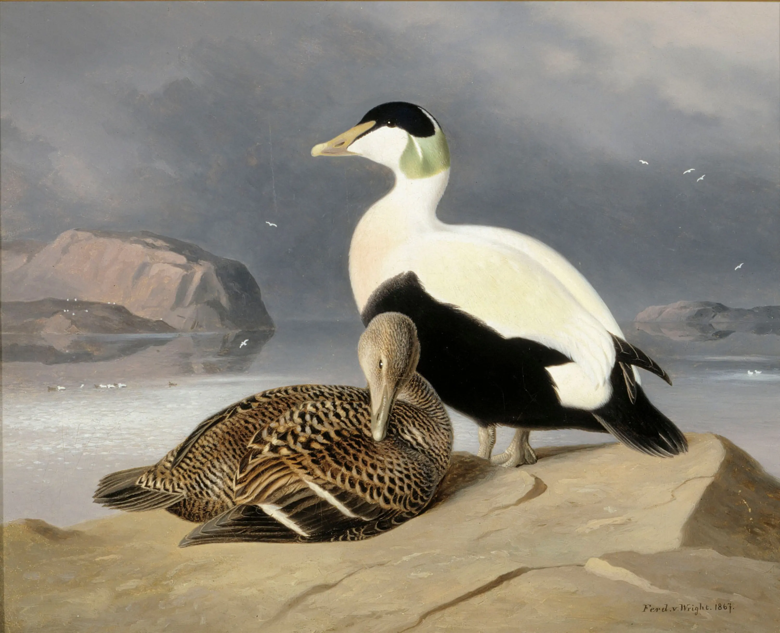 Deux eiders - Ferdinand von Wright