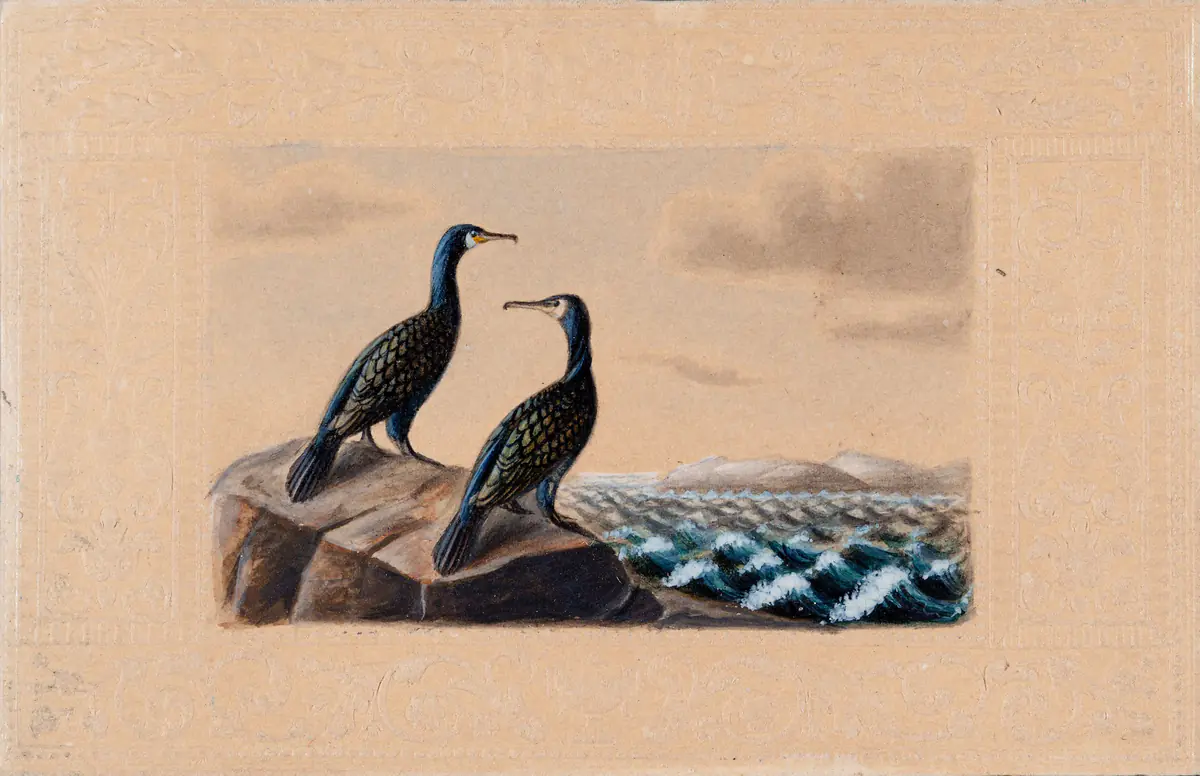 Deux grands cormorans - Ferdinand von Wright