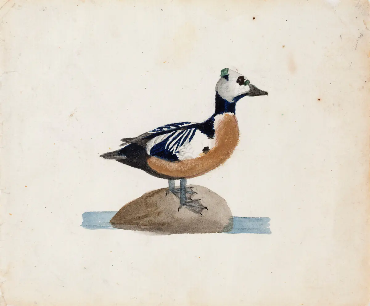 Eider de Steller - Ferdinand von Wright