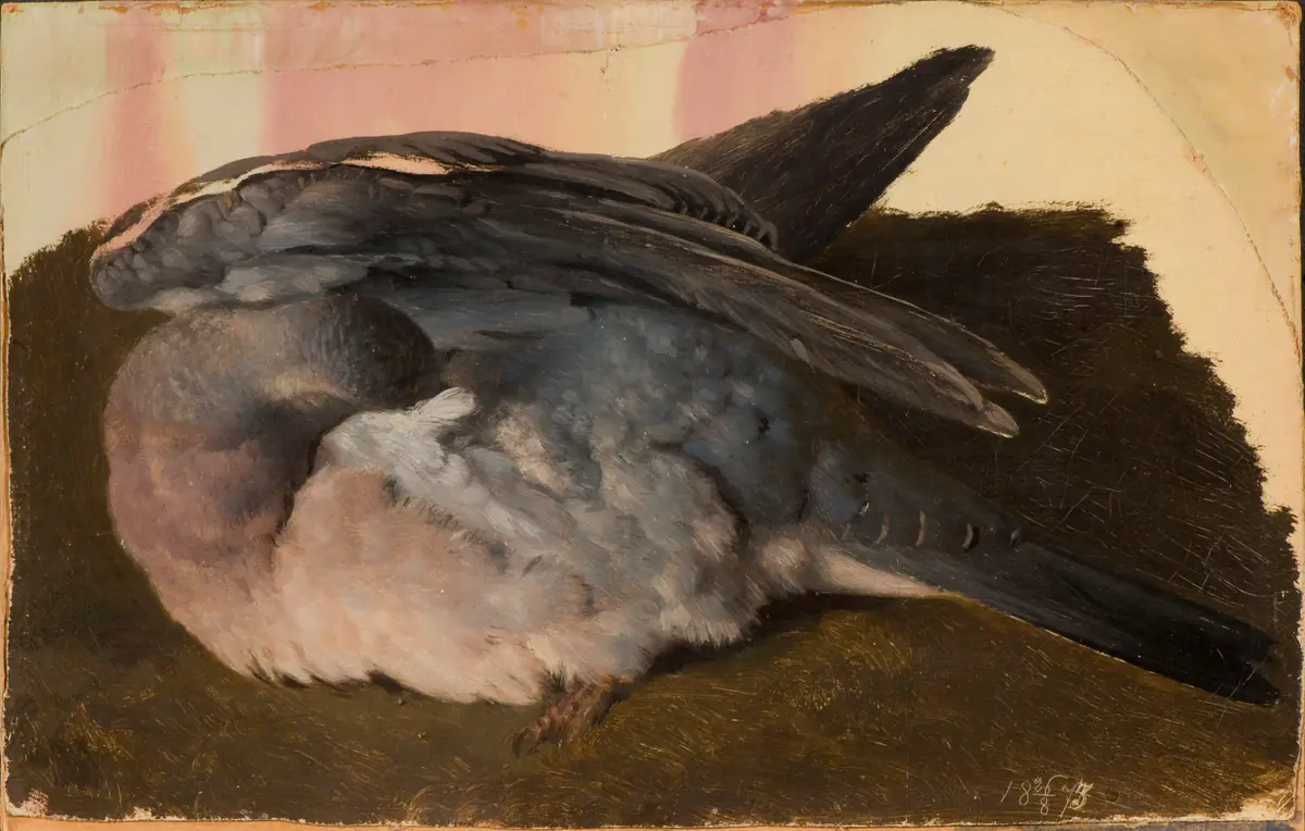 Etude d'un pigeon ramier endormi - Ferdinand von Wright
