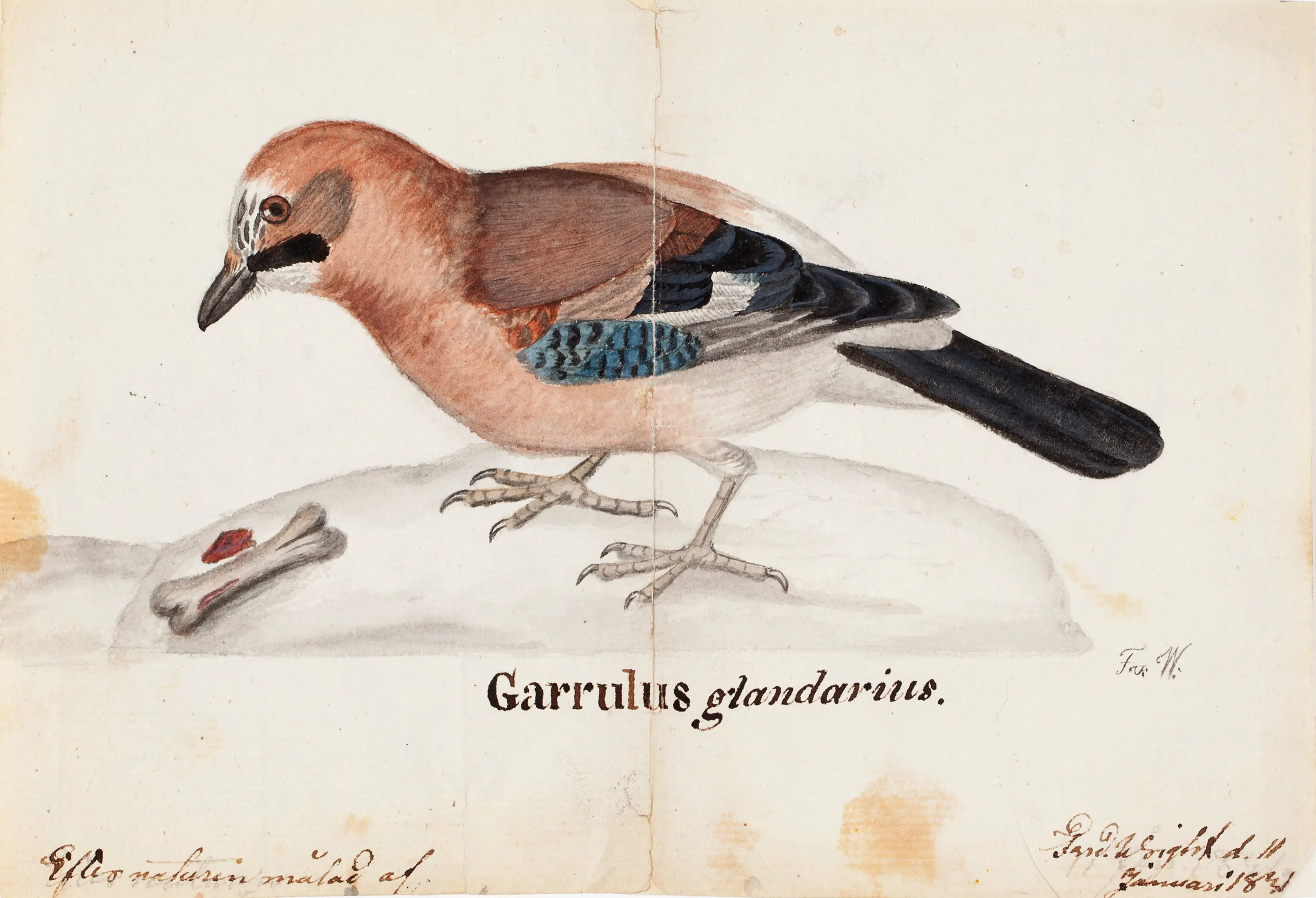 Geai eurasien - Ferdinand von Wright