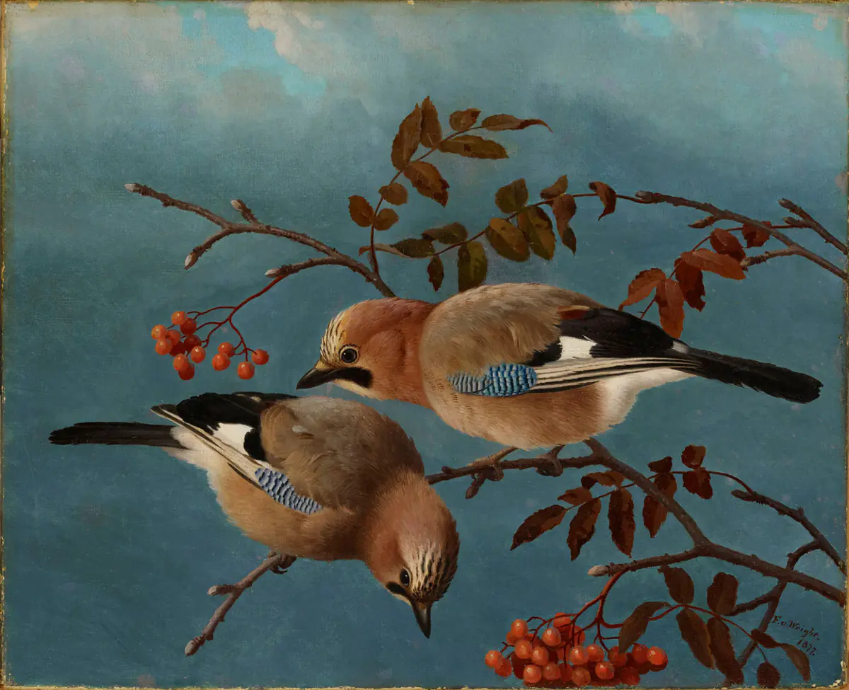 Geais - Ferdinand von Wright
