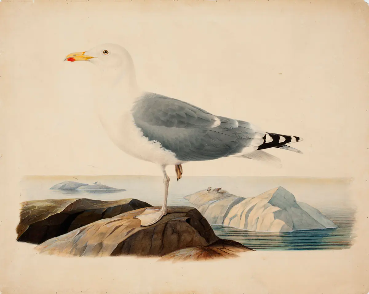 Goéland argenté - Ferdinand von Wright