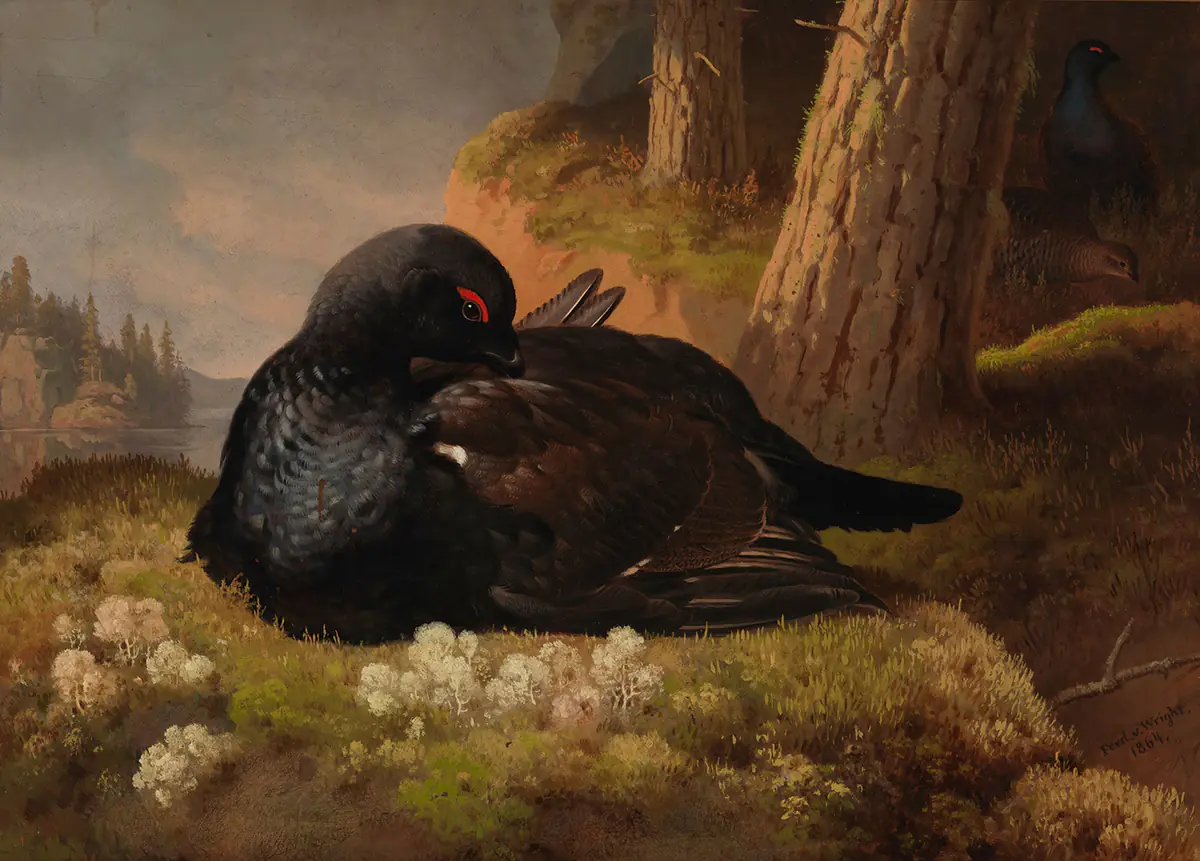 Grand tétras - Ferdinand von Wright