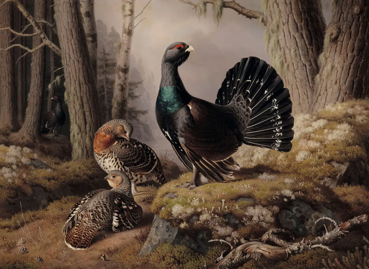 Grands tétras faisant la cour - Ferdinand von Wright