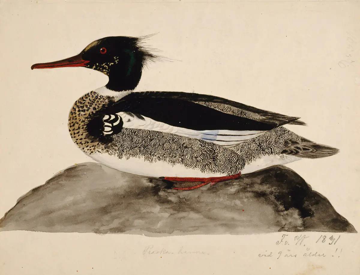 Harle huppé, mâle - Ferdinand von Wright