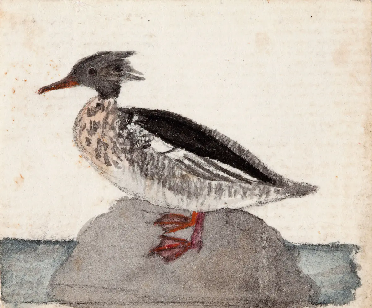 Harle à poitrine rousse - Ferdinand von Wright