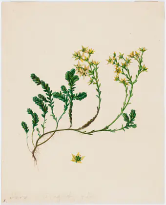 Hépatique - Ferdinand von Wright
