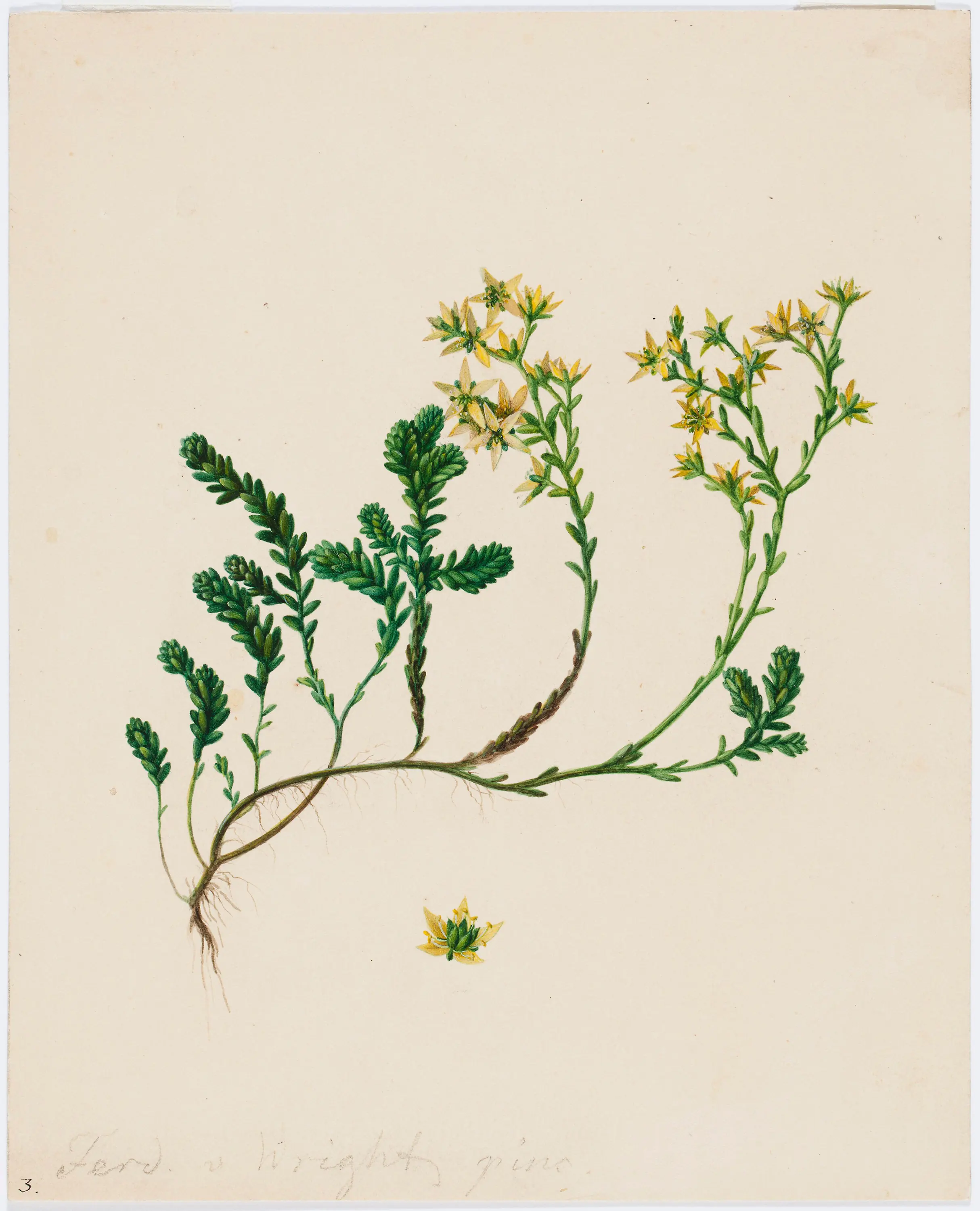 Hépatique - Ferdinand von Wright