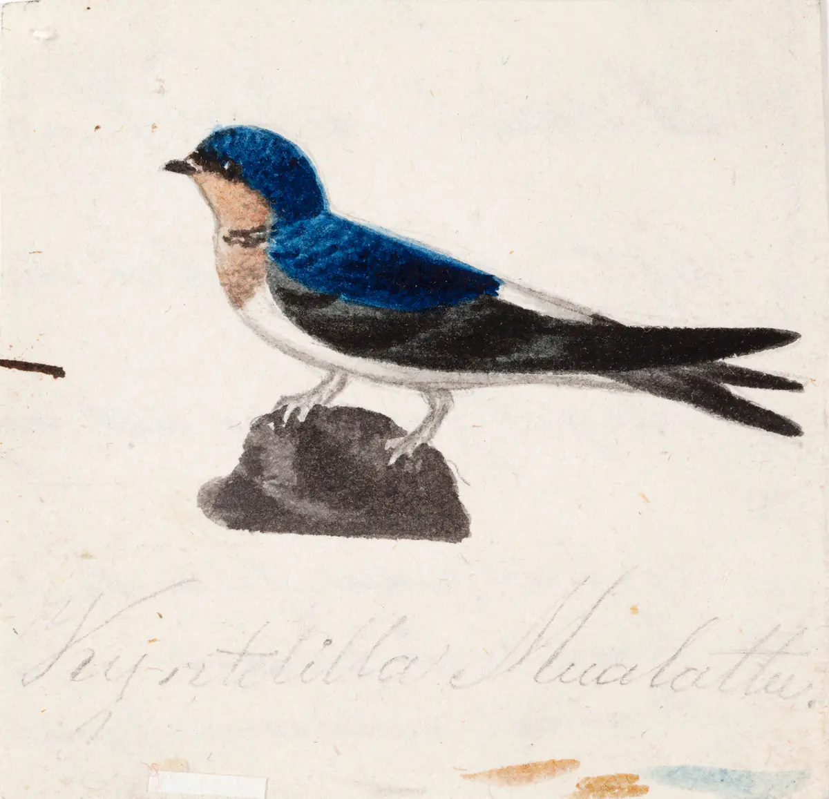 Hirondelle rustique - Ferdinand von Wright