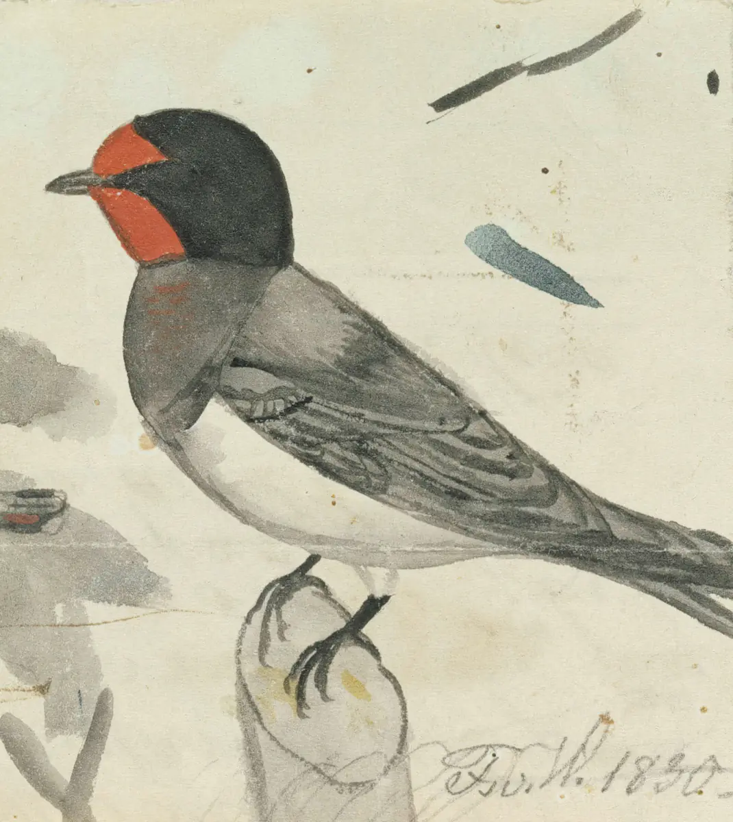 Hirondelle rustique - Ferdinand von Wright