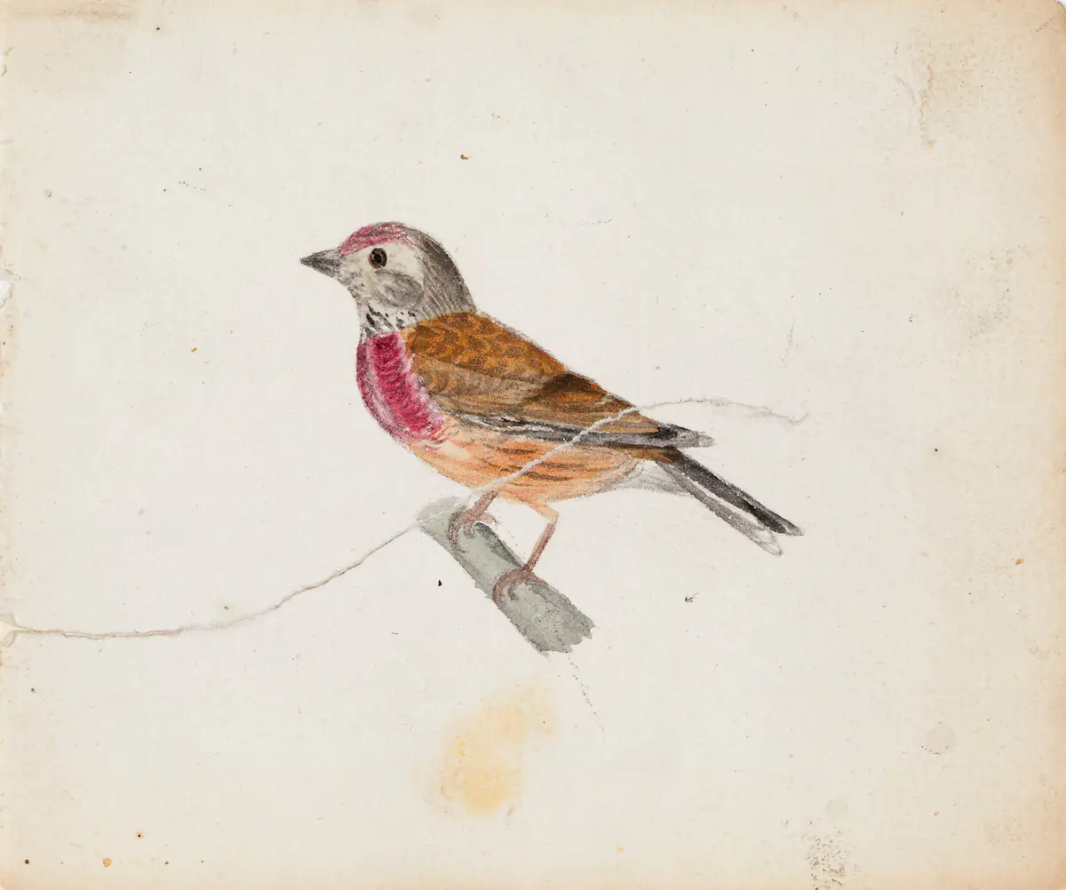 Merle européen (?) - Ferdinand von Wright