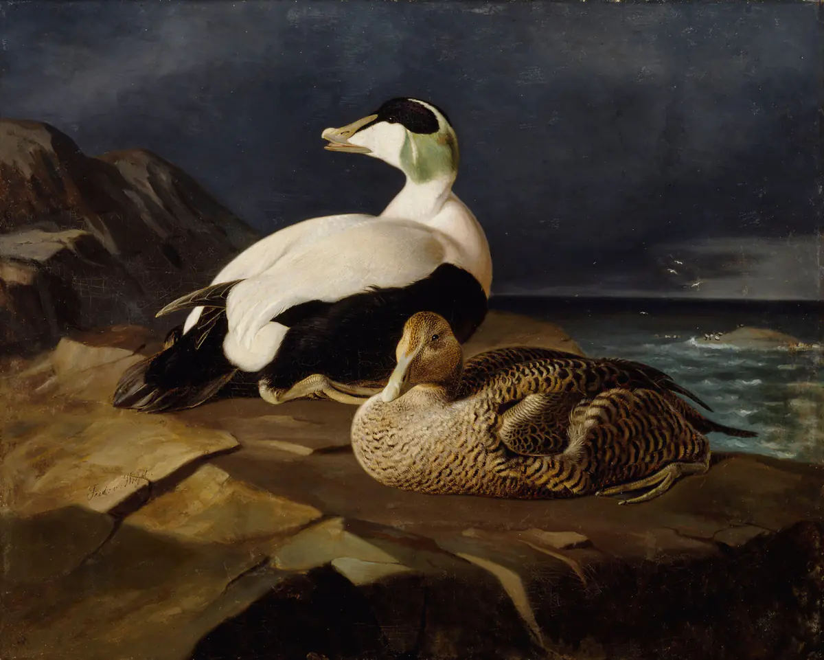 Paire d'Eiders à duvet sur un rocher - Ferdinand von Wright