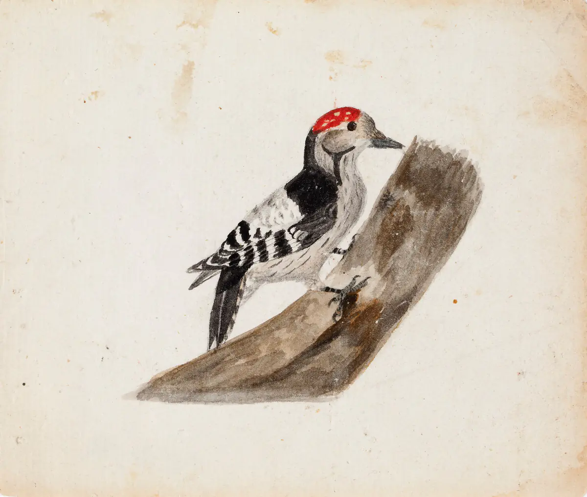 Pic épeiche, mâle - Ferdinand von Wright