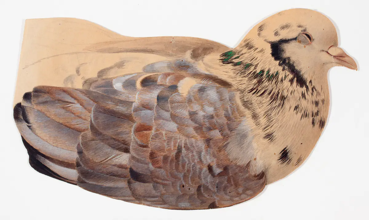 Pigeon, croquis - Ferdinand von Wright