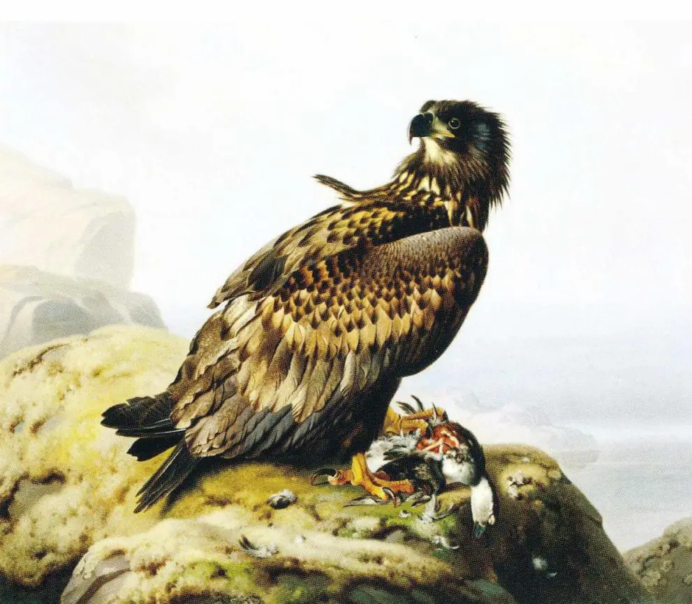 Un pygargue à queue blanche a été pris dans un fagot - Ferdinand von Wright